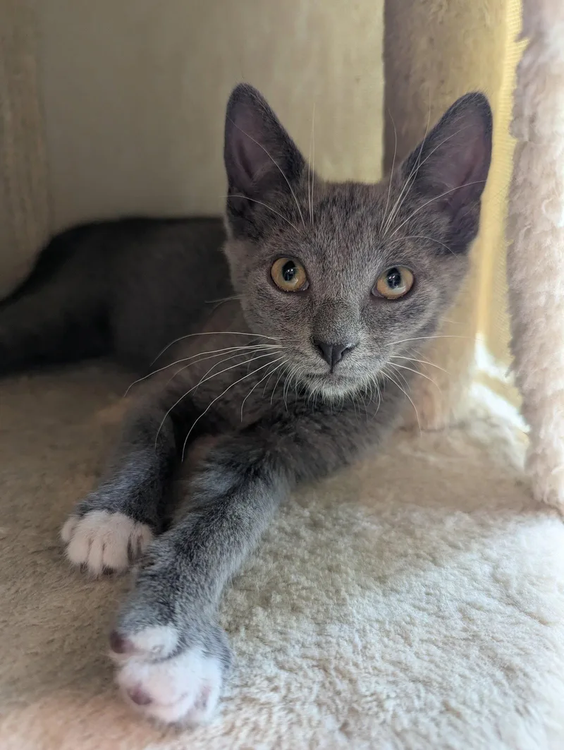 A baby medium-sized female Gray & White Domestic Short Hair cat named Kawai for adoption in Oviedo, FL