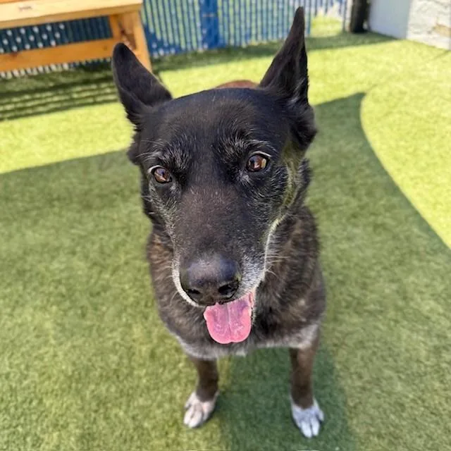 A senior large-sized male Black Belgian Shepherd / Malinois dog named Jack for adoption in Long Beach, CA