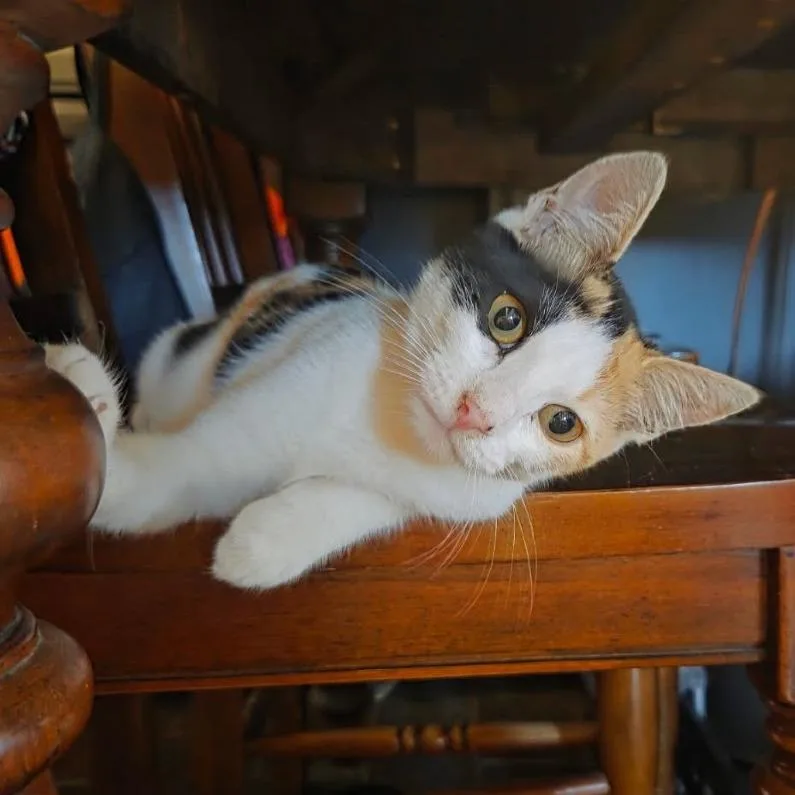 A baby small-sized female Calico Domestic Short Hair cat named Pebbles for adoption in Costa Mesa, CA