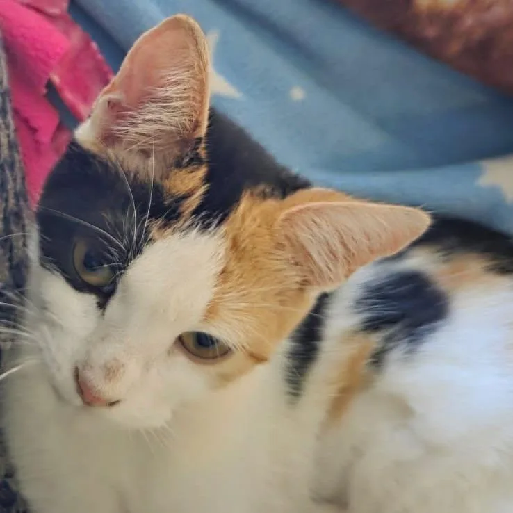 Pebbles thumbnail 4