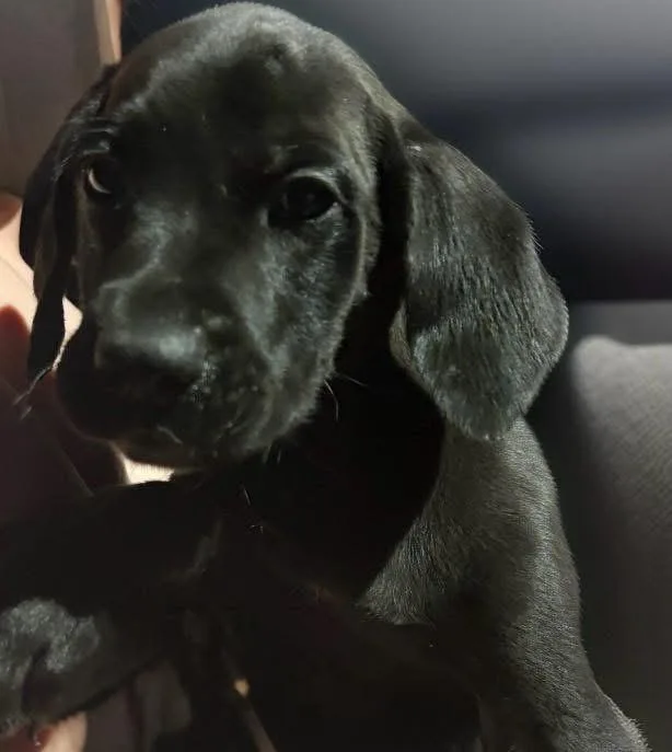A baby medium-sized male Black Black Labrador Retriever dog named Colin for adoption in Woodbury, NJ