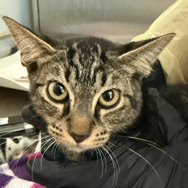 A baby small-sized male Black Domestic Short Hair cat named Riddle for adoption in Lakeland, FL