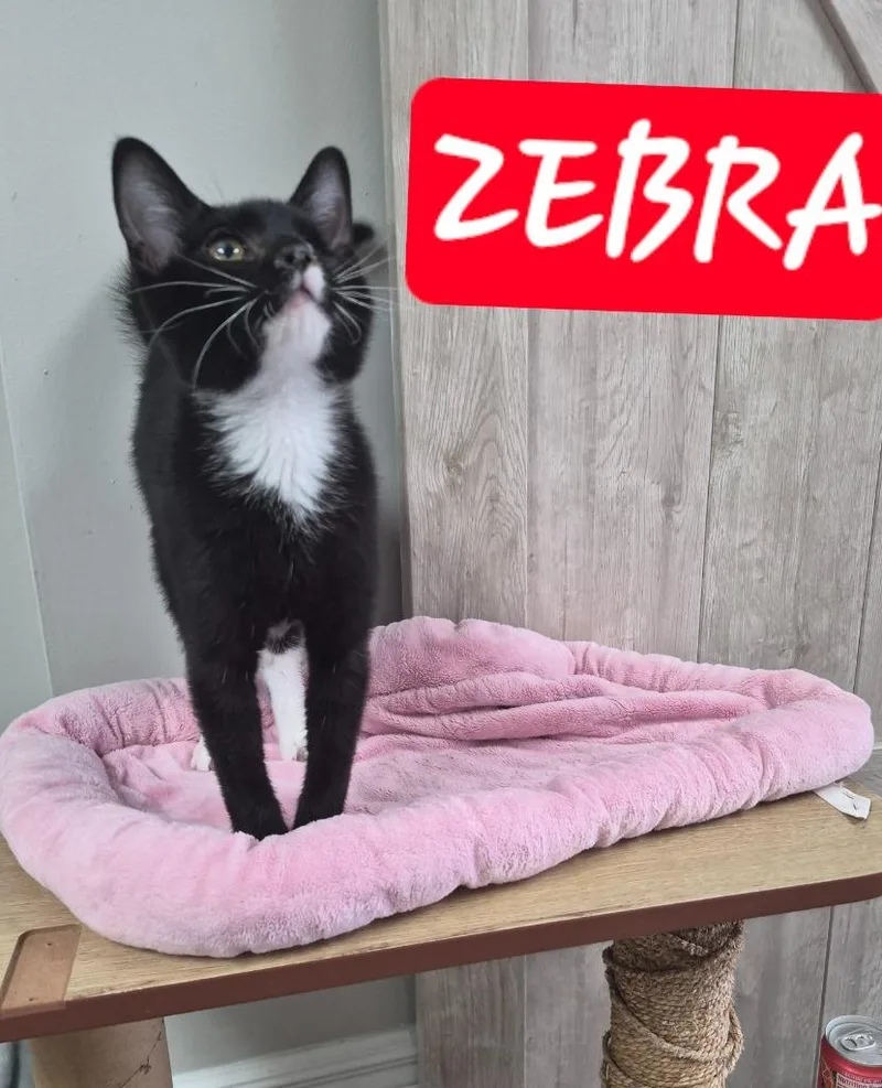 A baby medium-sized male Domestic Short Hair cat named Zebra for adoption in Rome, GA
