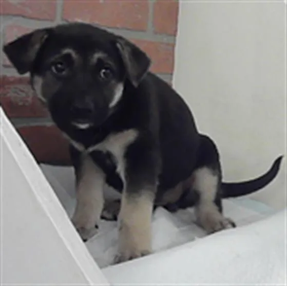 A baby small-sized female German Shepherd Dog dog named Kenna for adoption in Houston, TX