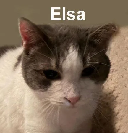 An adult medium-sized female Gray & White Domestic Short Hair cat named Elsa Fei. for adoption in Stowe, PA