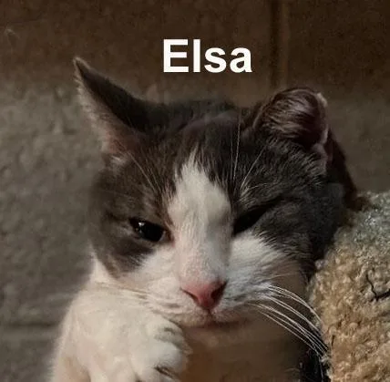Elsa Fei. thumbnail 2