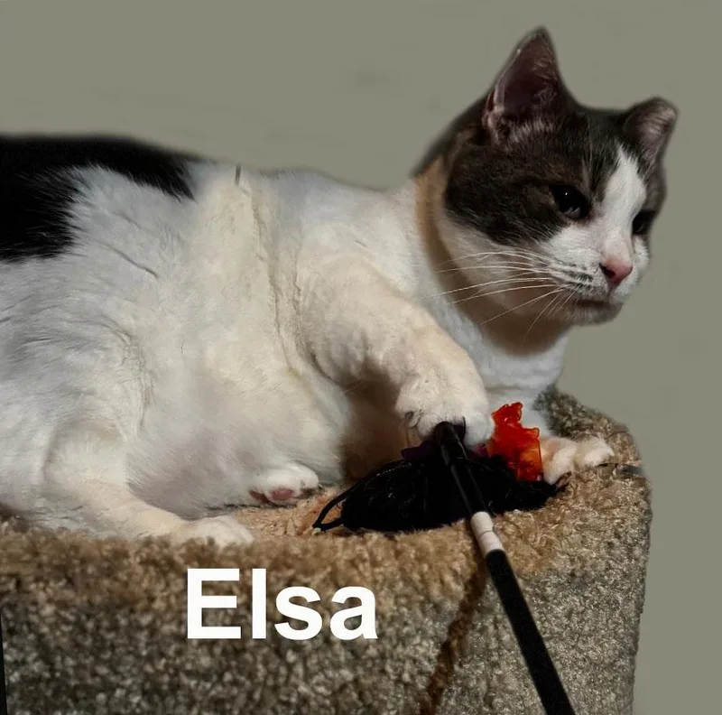 Elsa Fei. thumbnail 3