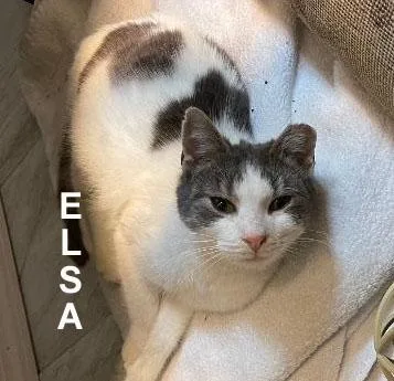 Elsa Fei. thumbnail 4