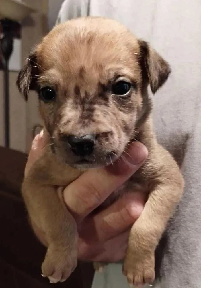 A baby small-sized male Brown / Chocolate Labrador Retriever dog named Ribbon for adoption in Poplar Grove, IL