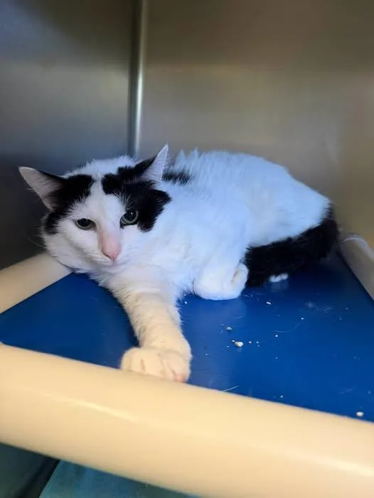 An adult medium-sized male White Domestic Short Hair cat named Spekz for adoption in Amherst, VA