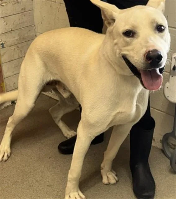 A young large-sized male Pit Bull Terrier dog named Valentino for adoption in San Bernardino, CA