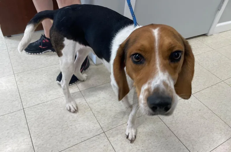 A young large-sized male Beagle dog named Thomas for adoption in Fall River, MA