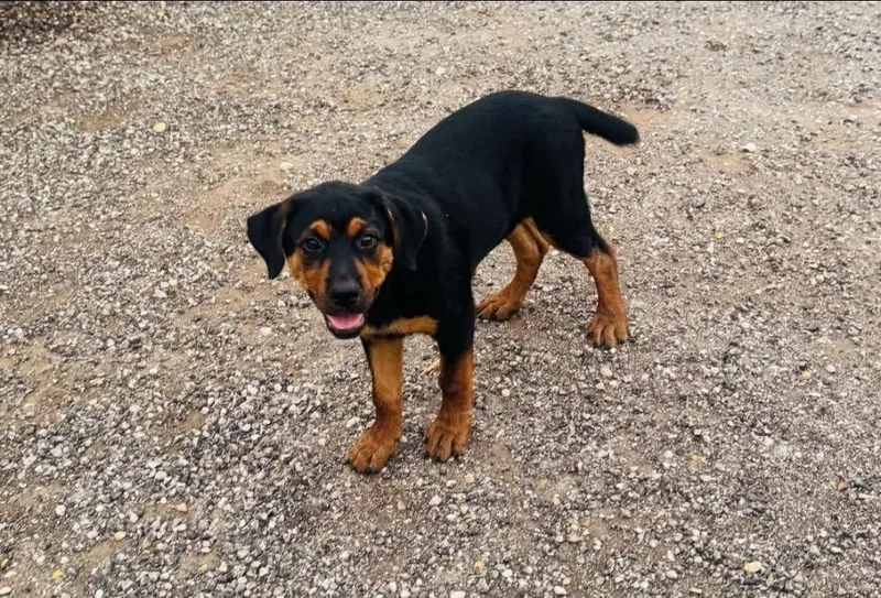 A baby large-sized female Bicolor Rottweiler dog named Willow Juniper & for adoption in Dale, TX