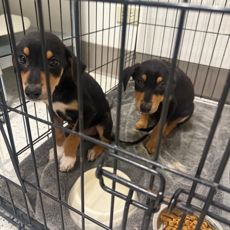A baby medium-sized female Black Rottweiler dog named Ebony for adoption in Austin, TX