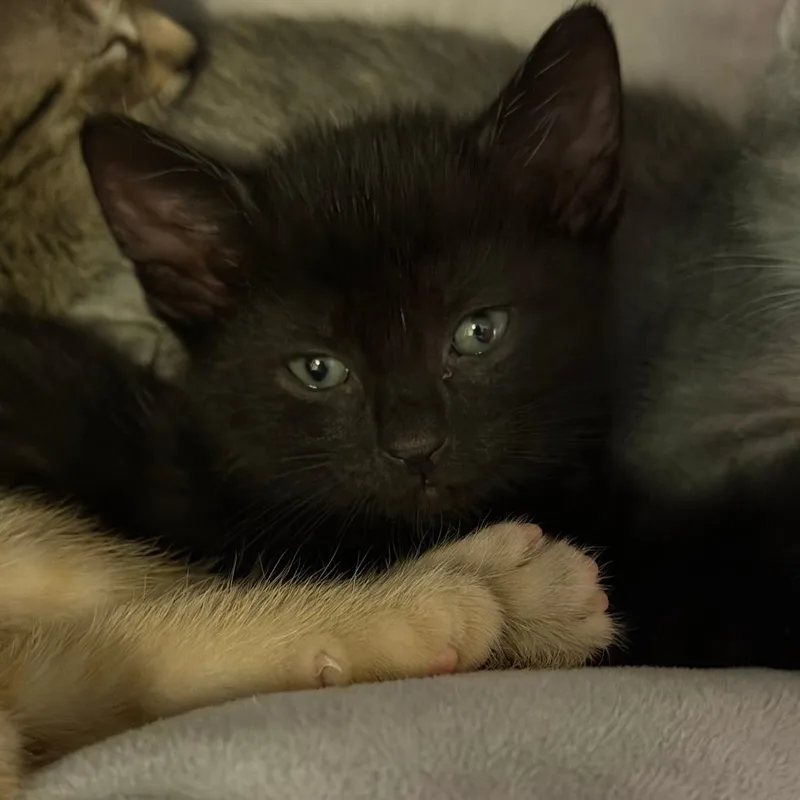 A baby small-sized male Black Domestic Short Hair cat named Wolfman for adoption in Camden, DE