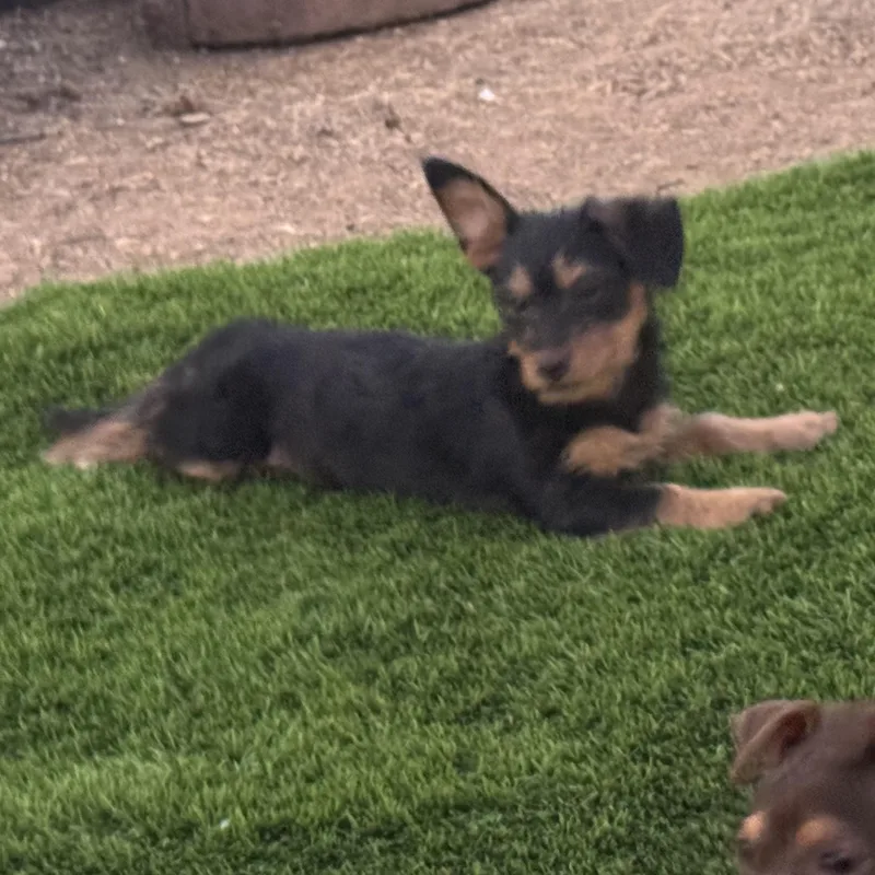 Ms. Itsy Bitsy Poppy