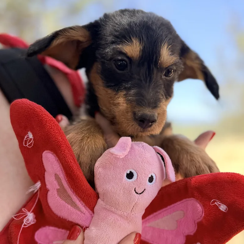 Ms. Itsy Bitsy Poppy thumbnail 2