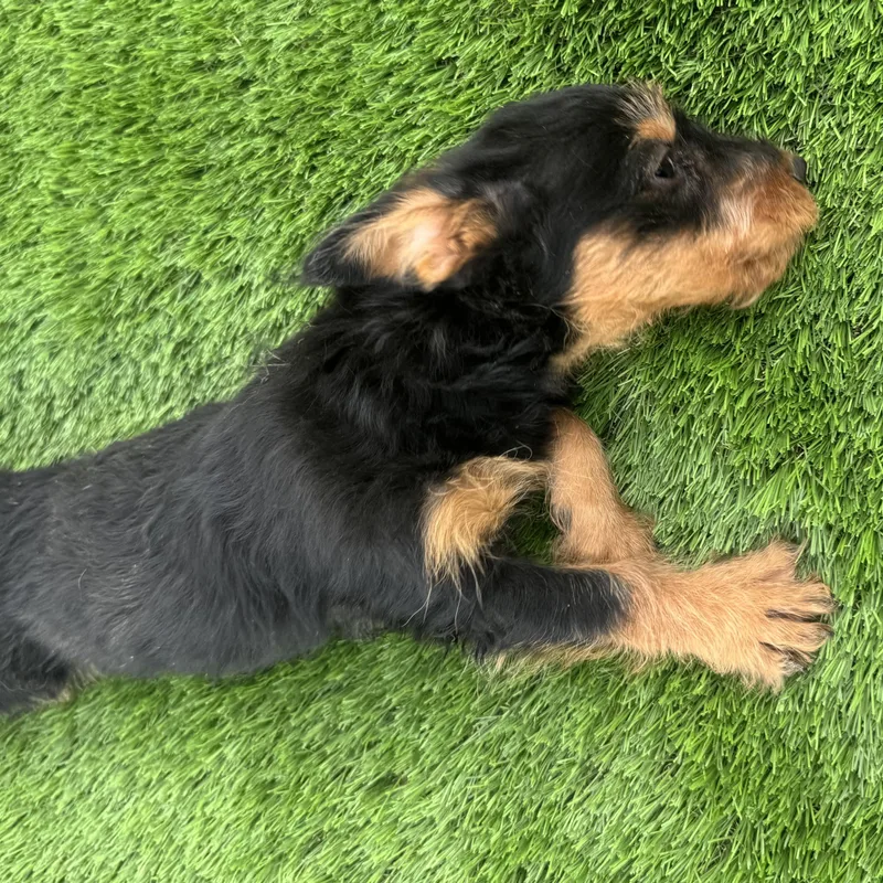 Ms. Itsy Bitsy Poppy thumbnail 3
