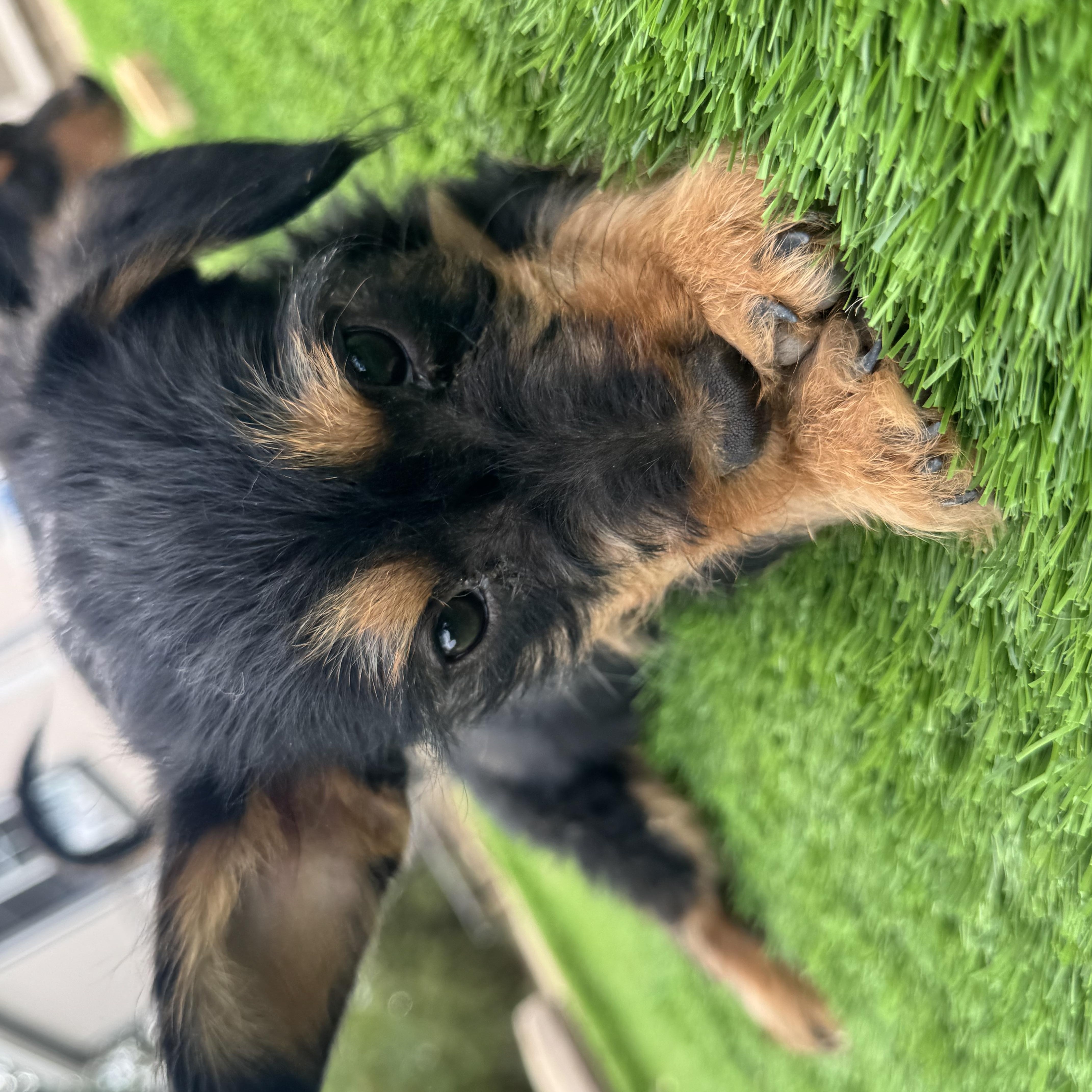 Ms. Itsy Bitsy Poppy thumbnail 4