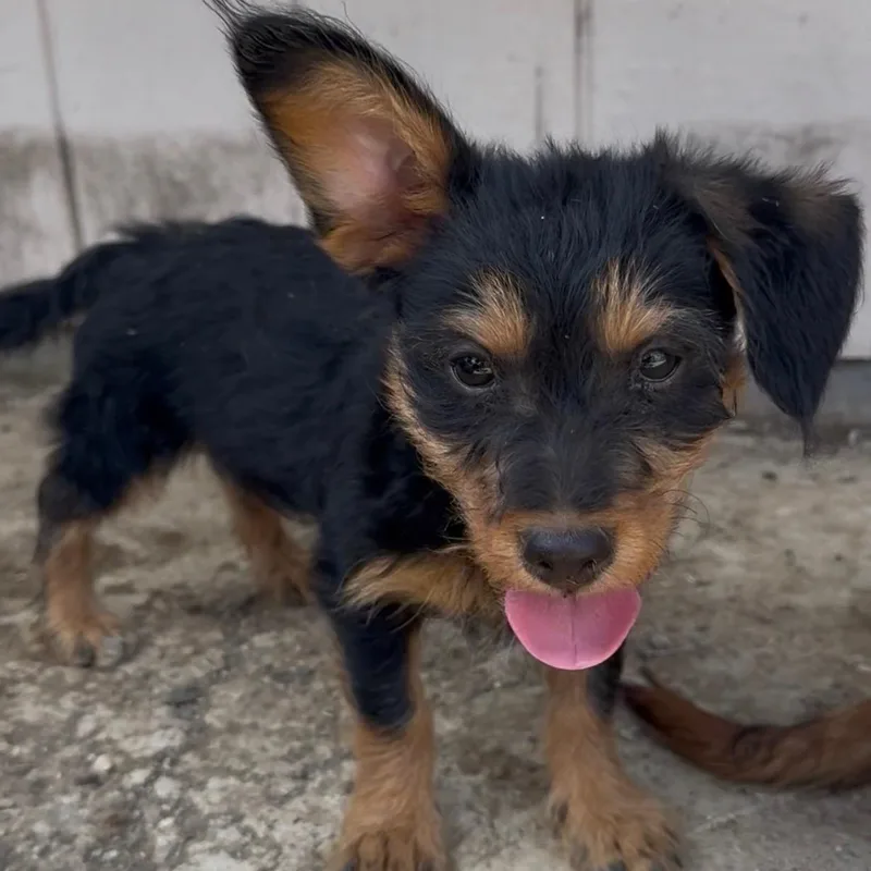 Ms. Itsy Bitsy Poppy thumbnail 5