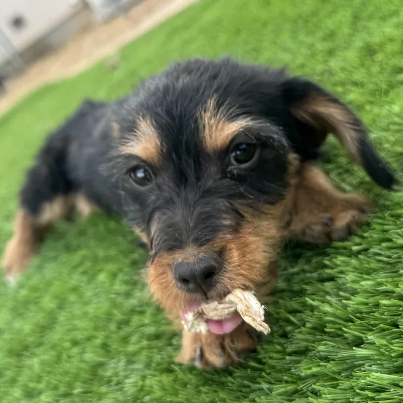 Ms. Itsy Bitsy Poppy thumbnail 6