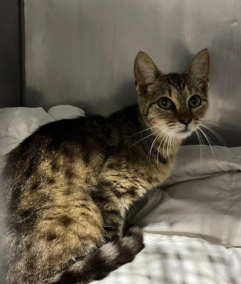 A young medium-sized female Domestic Short Hair cat named Treasure for adoption in Pierceton, IN