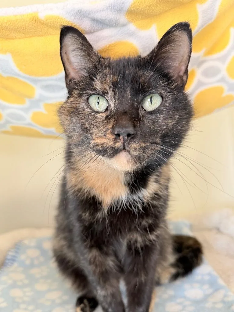 A young medium-sized female Domestic Short Hair cat named Pawsh for adoption in Menomonie, WI