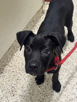 A young medium-sized male Labrador Retriever dog named Alice for adoption in Clarks Summit, PA