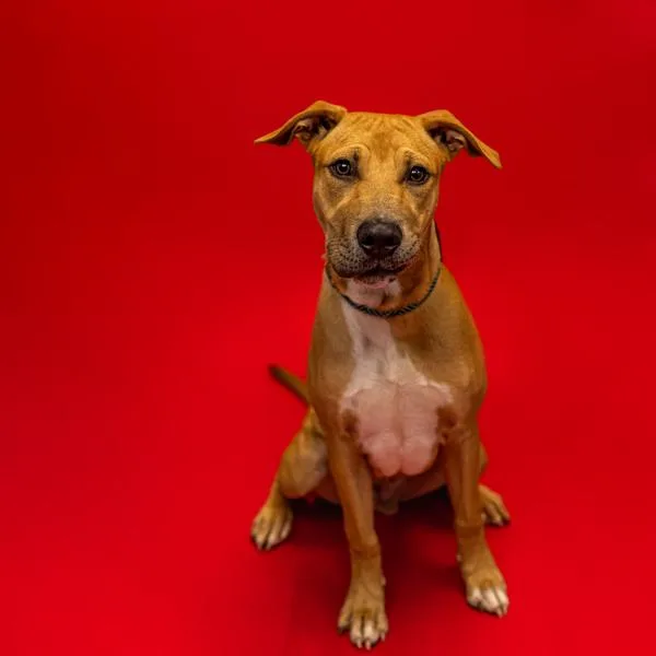 A young medium-sized male Labrador Retriever dog named Pen Paco for adoption in Lawrenceville, GA