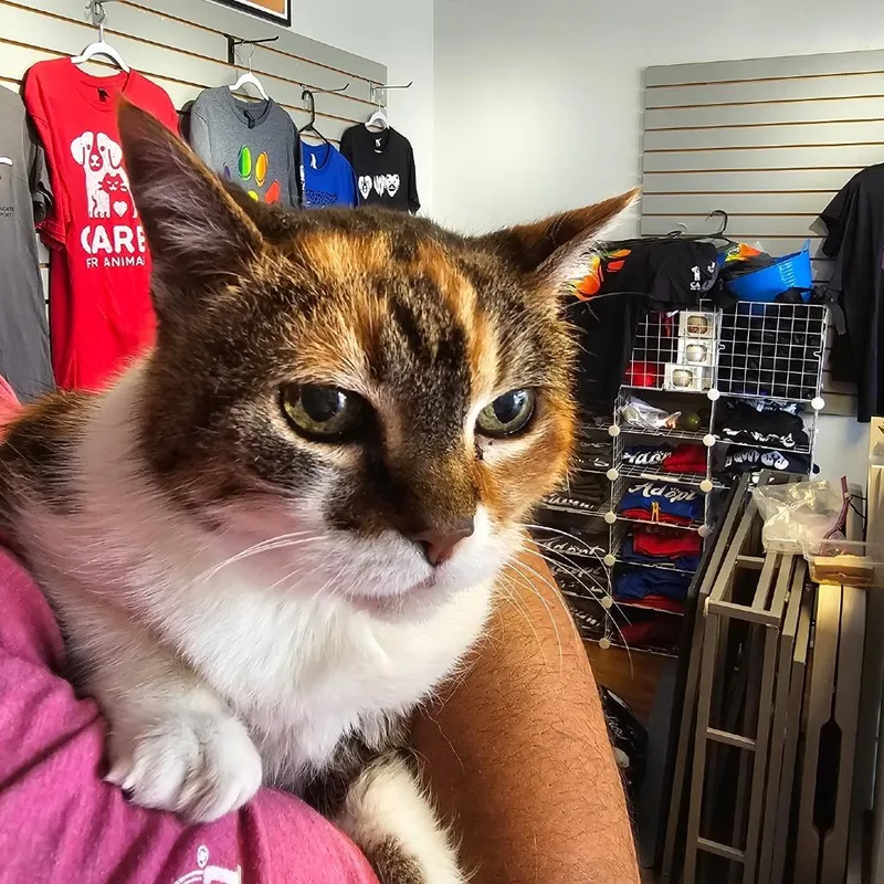 A senior large-sized female Calico Domestic Short Hair cat named Helen V for adoption in Little Rock, AR