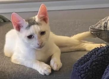 A baby medium-sized male White Devon Rex cat named Cypriano for adoption in Schertz, TX