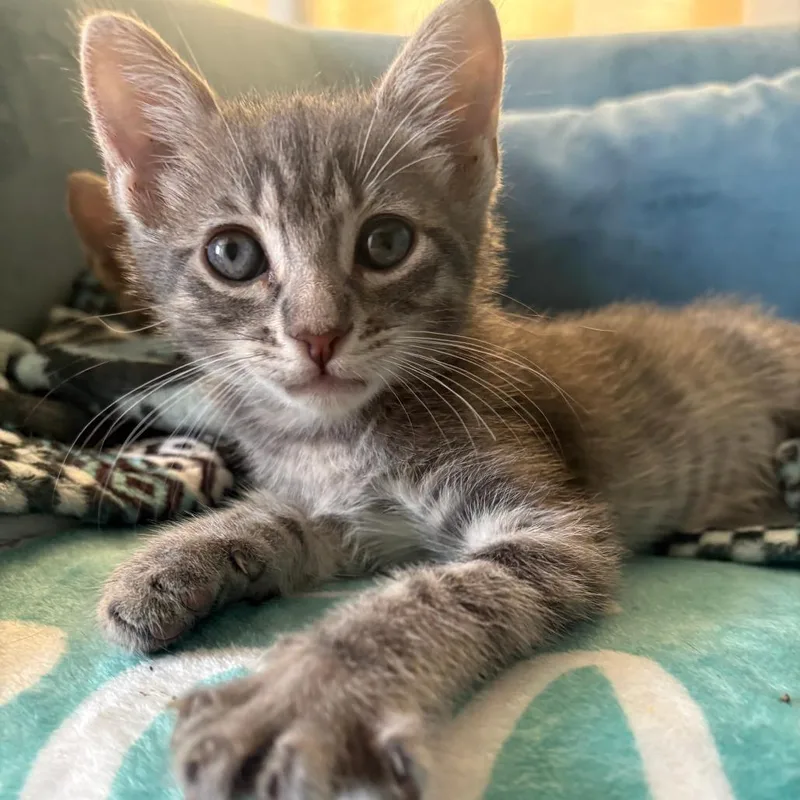 A baby small-sized male Gray / Blue / Silver Domestic Short Hair cat named Jason for adoption in Costa Mesa, CA