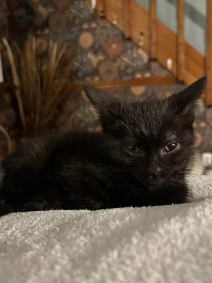 A baby small-sized female Domestic Short Hair cat named Puff for adoption in Hobart, IN