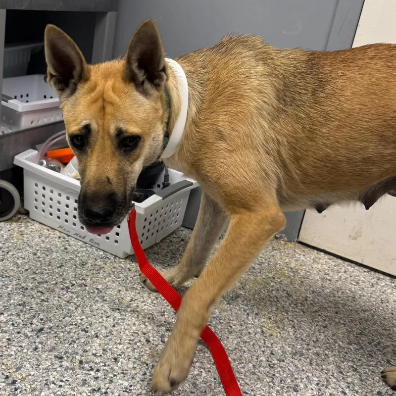 An adult medium-sized female Yellow / Tan / Blond / Fawn Shepherd dog named Sadie for adoption in Birmingham, AL