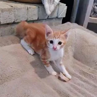 A baby small-sized male Orange / Red American Shorthair cat named Dexter's Laboratory for adoption in Boerne, TX