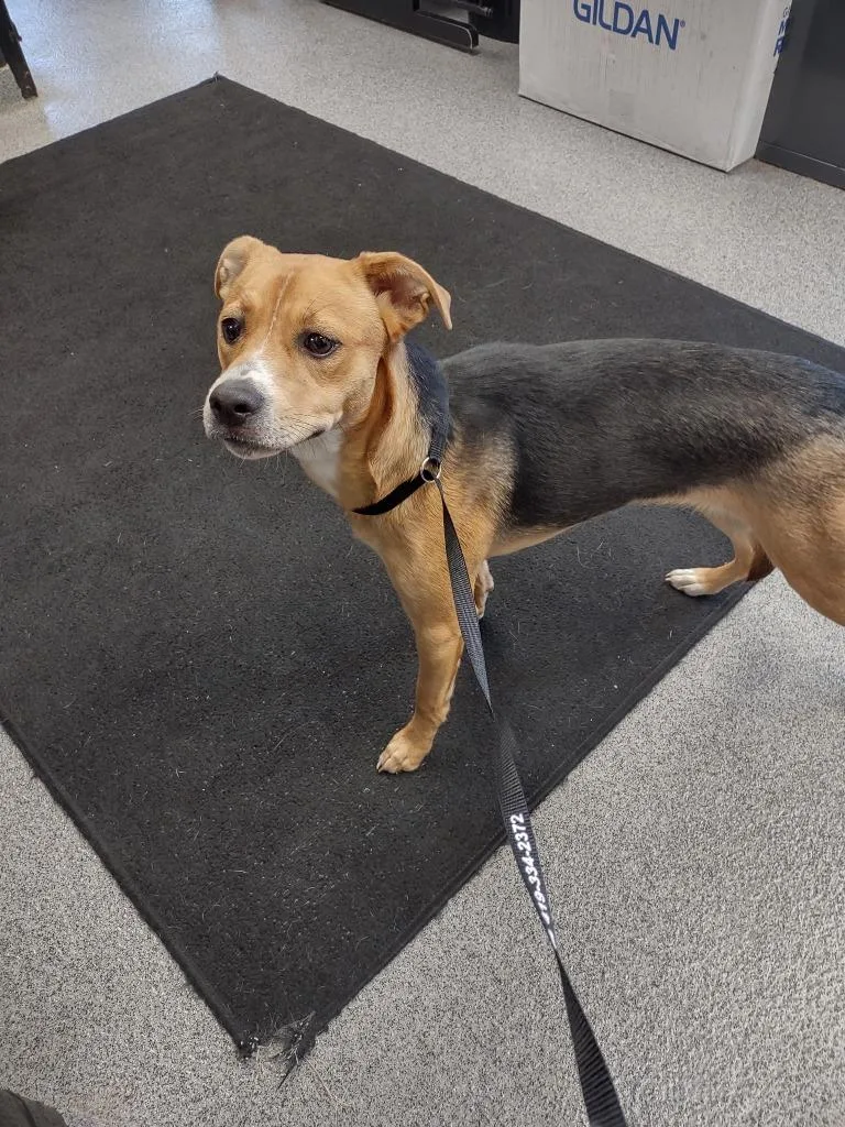 A young medium-sized female Terrier dog named Fiona for adoption in Fremont, OH