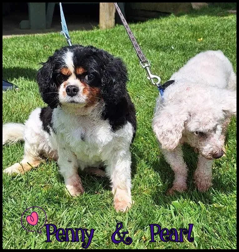 Penny And Pearl