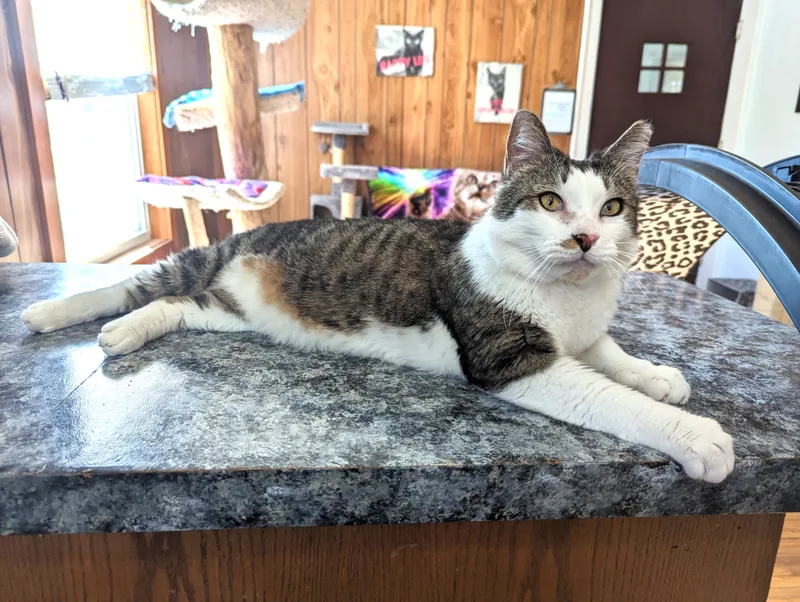 Disney  Fiv+ thumbnail 3