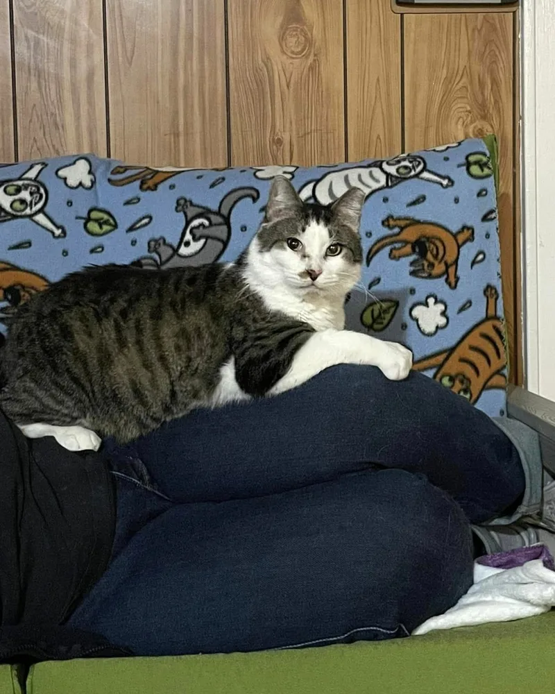 Disney  Fiv+ thumbnail 5