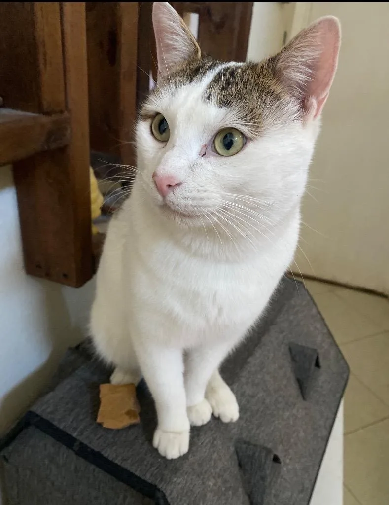 A young medium-sized male Domestic Short Hair cat named Crème Brûlée for adoption in Spring, TX