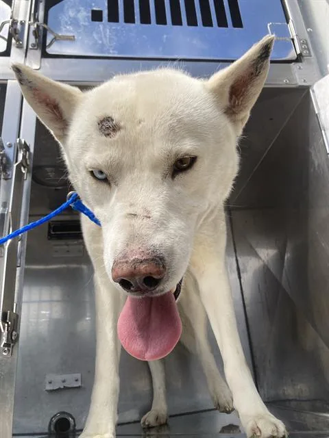 An adult large-sized male Mixed Breed dog named Snow for adoption in Dallas, TX