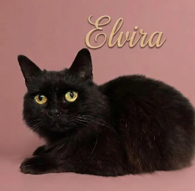 Elvira