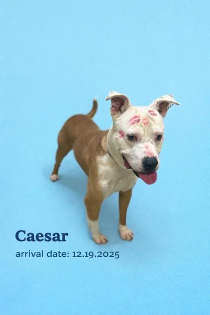 Caesar thumbnail 3