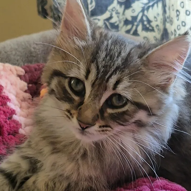 A baby medium-sized female Tabby (Buff / Tan / Fawn) Domestic Medium Hair cat named Varnish for adoption in Richmond, VA