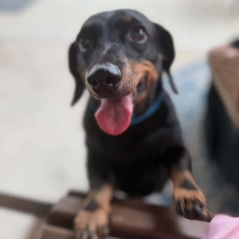 Chico
