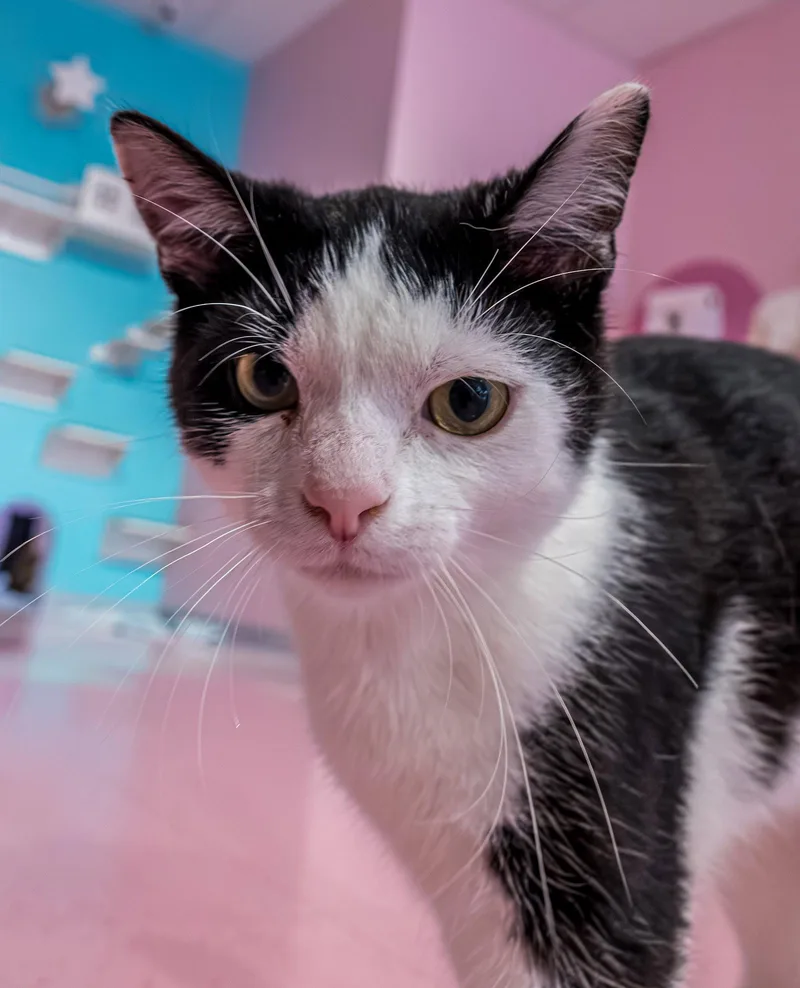 A young medium-sized male Black & White / Tuxedo Domestic Short Hair cat named Hoka Kbc for adoption in Dublin, OH