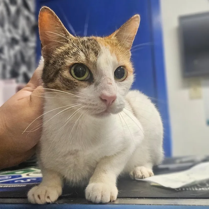 A young medium-sized female White Domestic Short Hair cat named Nicole for adoption in Wahiawa, HI