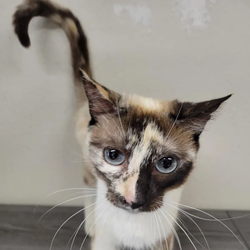 A young medium-sized female Cream / Ivory Domestic Short Hair cat named Portrait for adoption in Incline Village, NV
