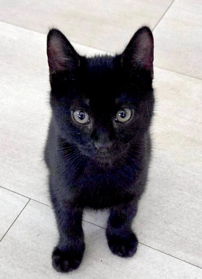 A baby medium-sized male Black Domestic Short Hair cat named Mulder for adoption in Kansas City, KS