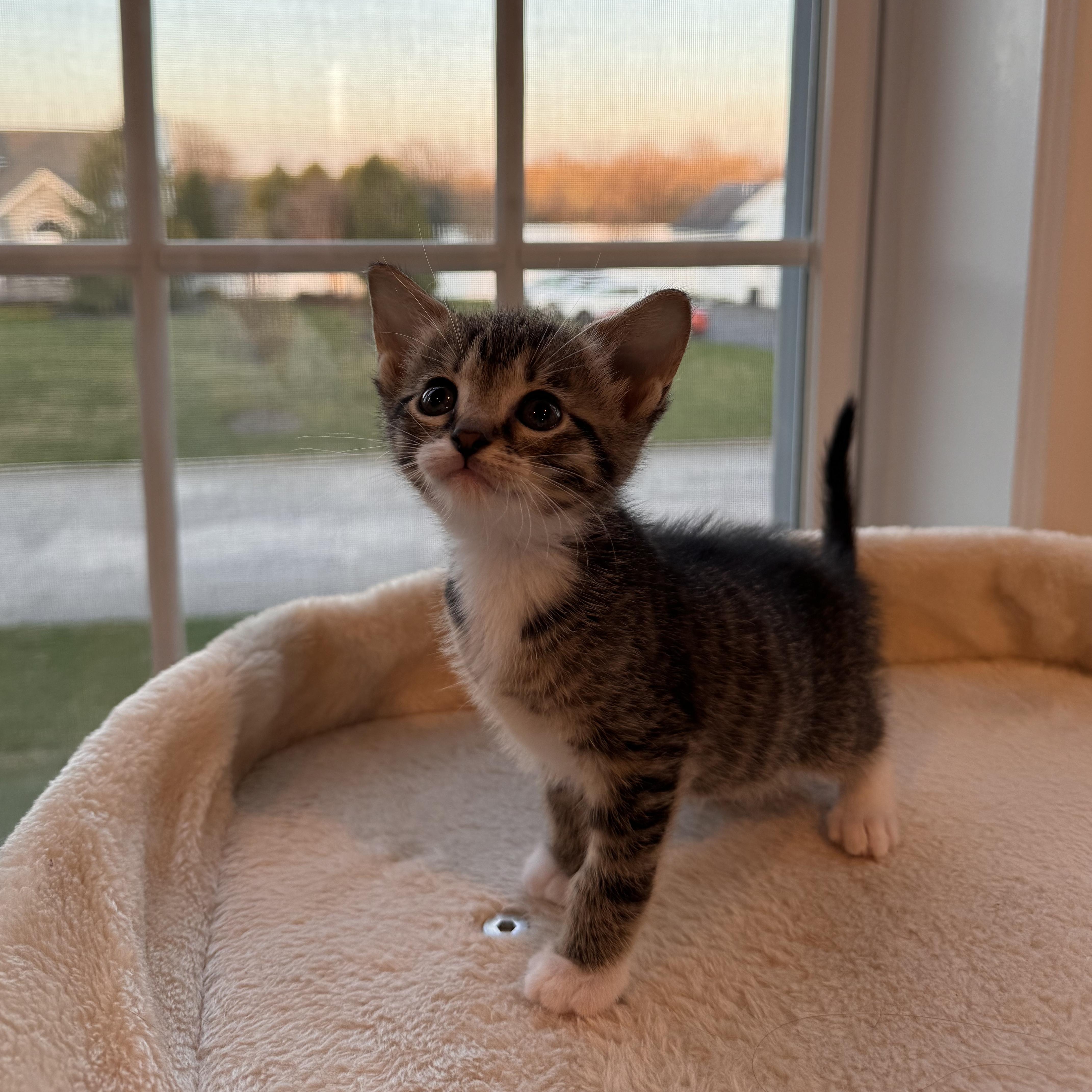 A baby medium-sized male Brown / Chocolate Domestic Short Hair cat named Lachlan for adoption in Moriches, NY